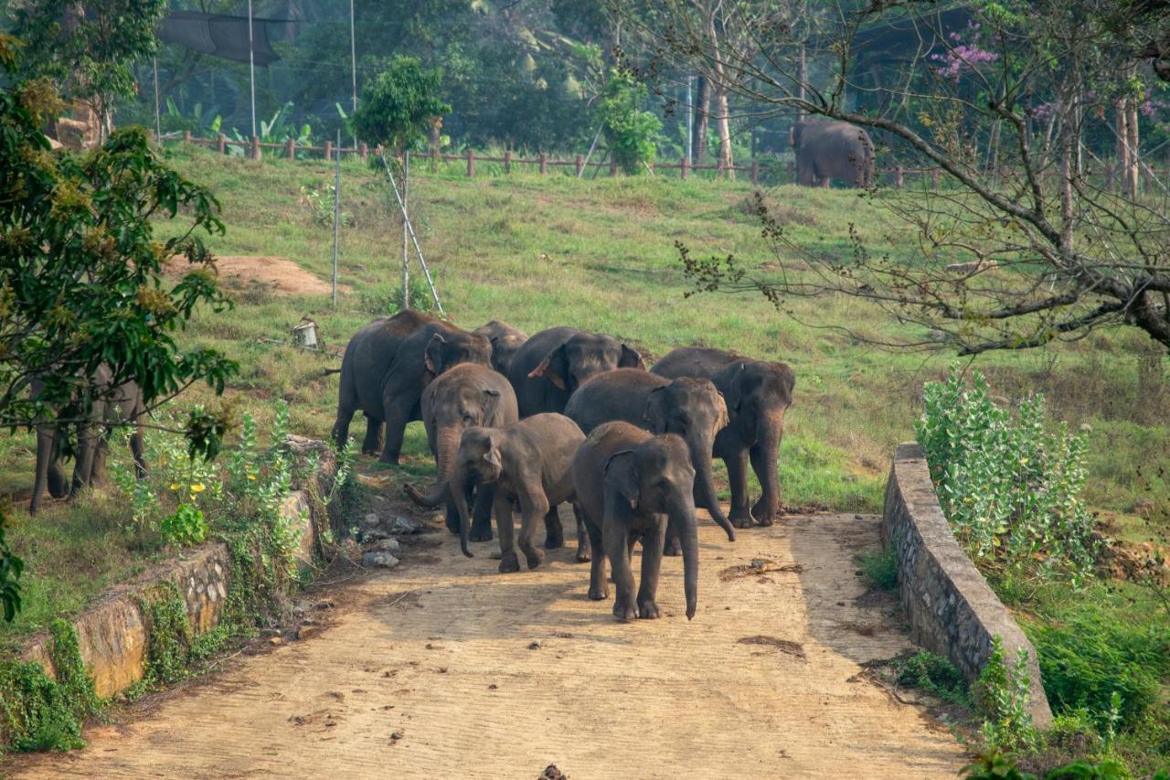 Pinnawala Elephant Front View Hotel Rambukkana 외부 사진